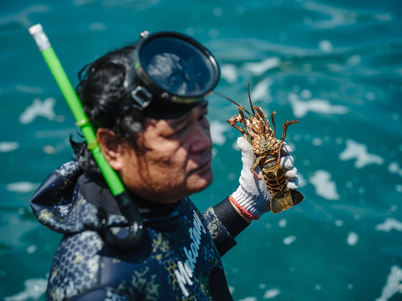龍蝦尾鰭採集者-伊佑 · 安查  龍蝦尾鰭採集者-伊佑 · 安查