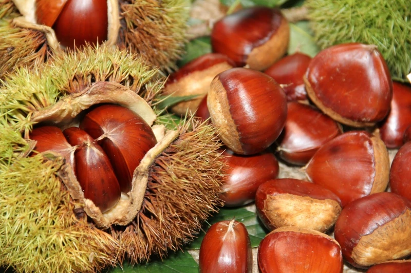 食慾之秋來熊本一定要品嚐「栗子」。