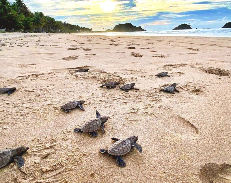 愛妮島每年小海龜季一月到五月期間,孵化新生的海龜寶寶爬回十米路的大海。 愛妮島每年小海龜季一月到五月期間,孵化新生的海龜寶寶爬回十米路的大海。