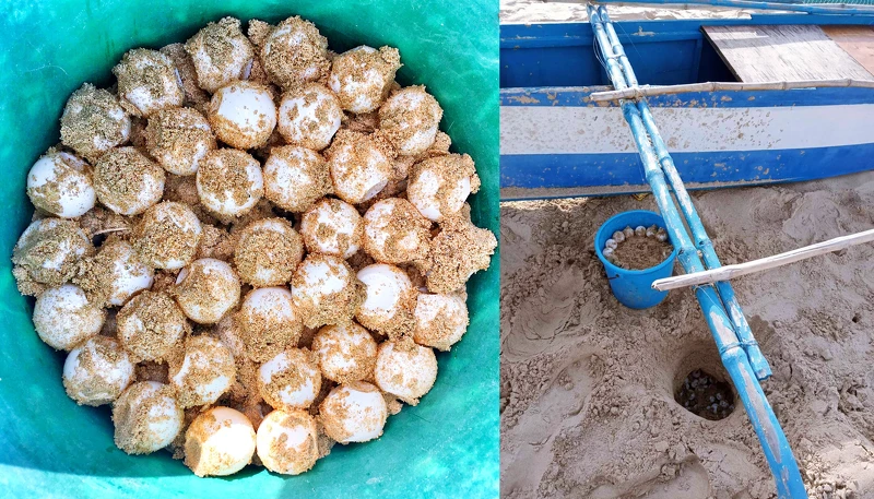 每顆海龜蛋如乒乓球大小。 每顆海龜蛋如乒乓球大小。