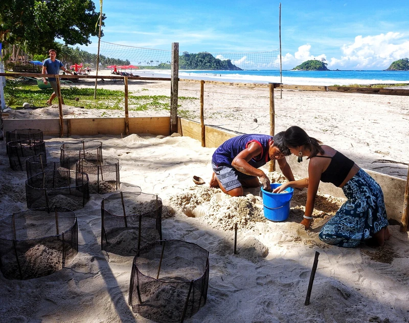 搬遷至第二個地點的海龜孵化區 搬遷至第二個地點的海龜孵化區