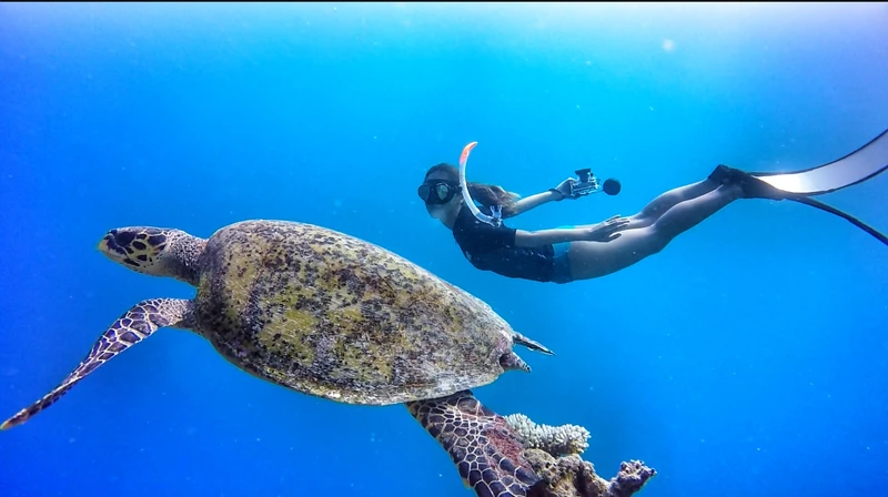Sylvia 提醒潛水時要和海龜保持距離,不要觸摸牠們,以免海龜遭到細菌感染,還會因此受到驚嚇,錯過把頭探出水面呼吸的時間,甚至再也洄游不到原海洋,造成死傷。 Sylvia 提醒潛水時要和海龜保持距離,不要觸摸牠們,以免海龜遭到細菌感染,還會因此受到驚嚇,錯過把頭探出水面呼吸的時間,甚至再也洄游不到原海洋,造成死傷。