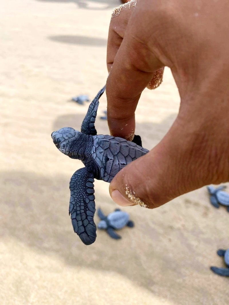 放生小海龜需要用拇指跟食指輕抓殼的兩邊側緣,因為牠們的龜殼很脆弱。 放生小海龜需要用拇指跟食指輕抓殼的兩邊側緣,因為牠們的龜殼很脆弱。