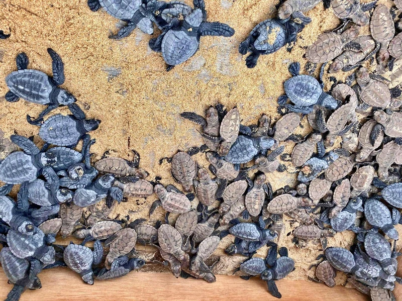 Nacpan 有三種海龜品種:灰藍色的欖蠵龜,棕色的玳瑁龜,以及綠蠵龜。 Nacpan 有三種海龜品種:灰藍色的欖蠵龜,棕色的玳瑁龜,以及綠蠵龜。