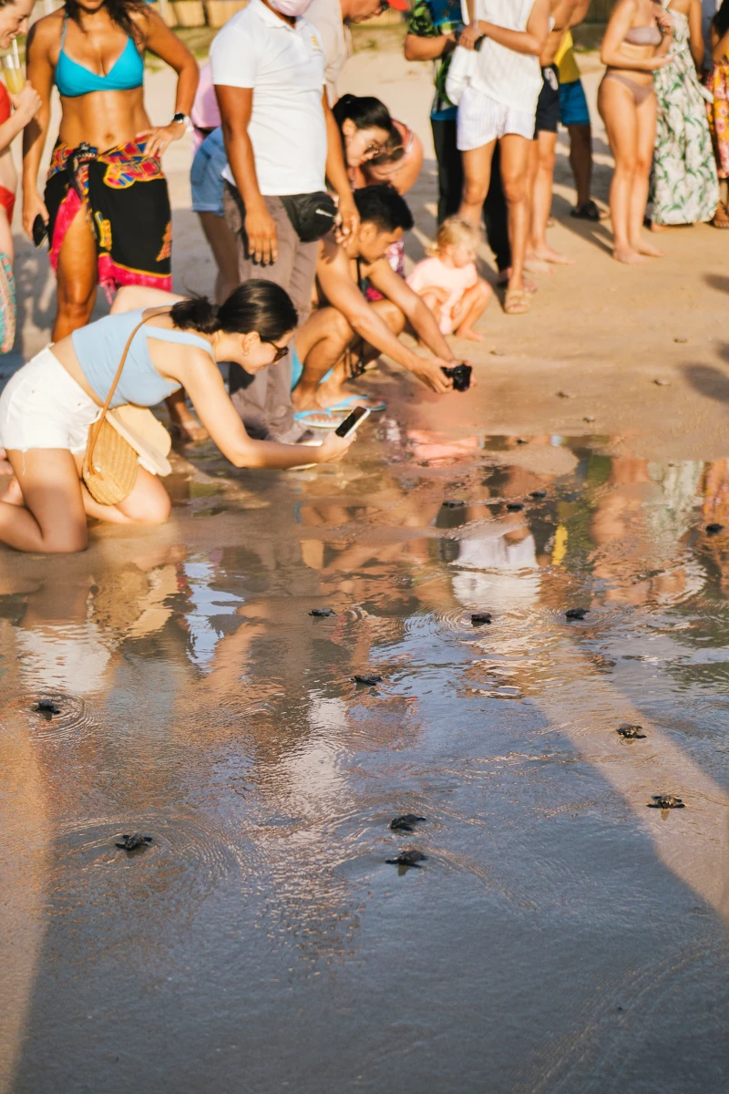 「深深愛上愛妮島 ElnidoGo 地接社」的獨家「海龜限定旅行團」 「深深愛上愛妮島 ElnidoGo 地接社」的獨家「海龜限定旅行團」