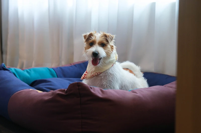 即日起攜帶毛孩入住「大安套房 The Da An Suite」，即享寵備升級不加價。