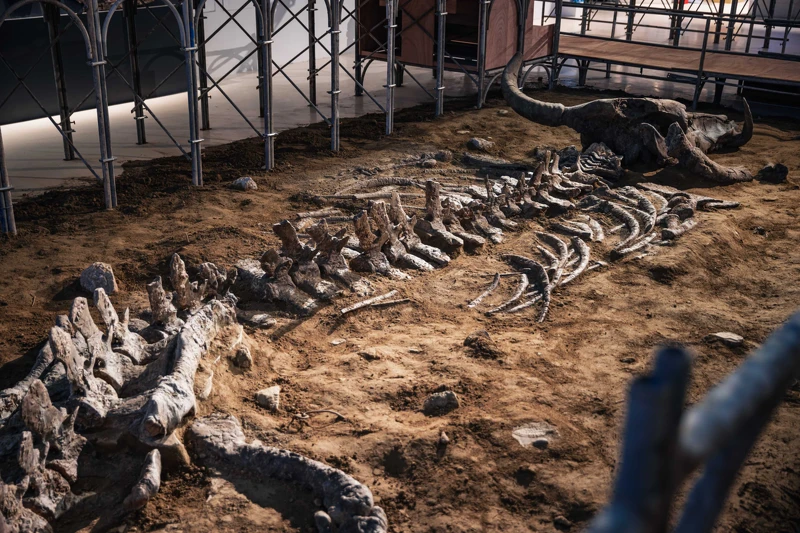 涂維政《地震博物館》〈哇茲姆化石〉，2024，裝置，1270x395xH55cm，圖檔由哇大創意提供。