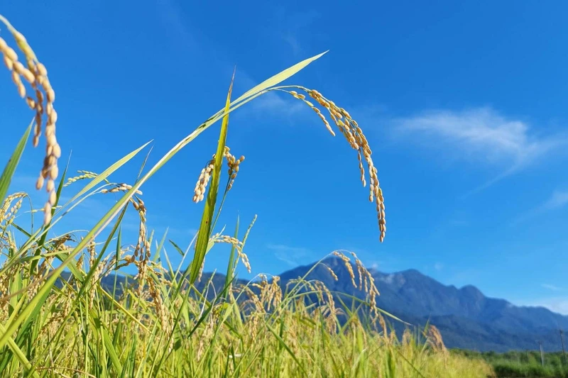 原料選用來自花蓮吉安鄉的吉野一號稻米。