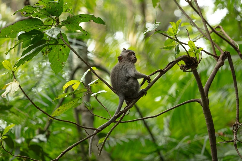 烏布聖猴森林(Ubud Monkey Forest)保護區內。 烏布聖猴森林(Ubud Monkey Forest)保護區內。