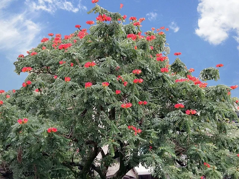 瓊瑤栽於可園中的火焰木，因形似「火花」而栽，圖／瓊瑤臉書