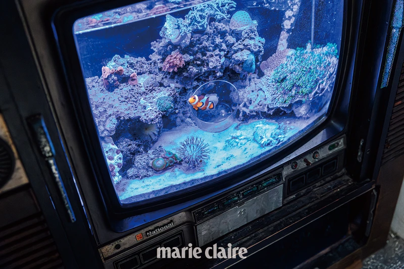 百看不膩的電視魚缸療癒感十足。