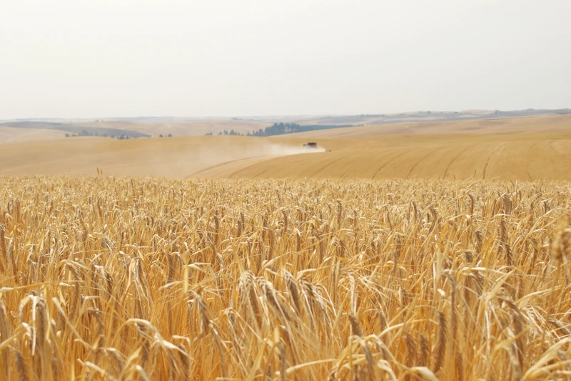 「美國」為五大威士忌的產區之一。