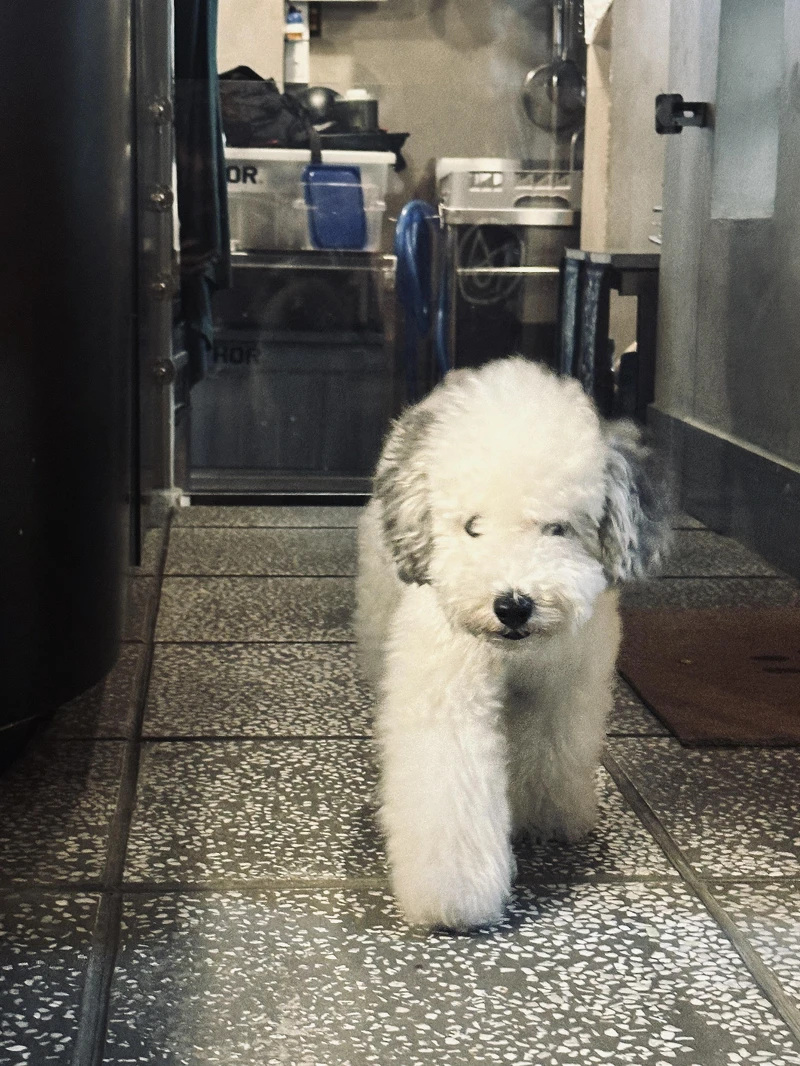 沒有客人能抵擋Konbob的可愛。 沒有客人能抵擋Konbob的可愛。