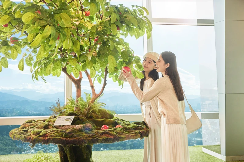 台北101《雲端冬季 山林之美》福壽山蘋果王。