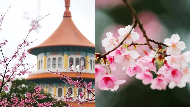 Photo/賞花快報Facebook Photo/賞花快報Facebook