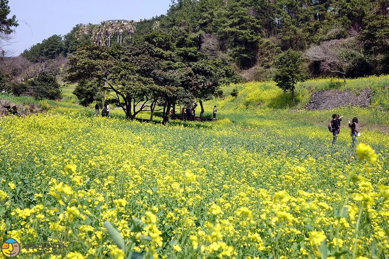Photo/Visit Jeju官網。 Photo/Visit Jeju官網。