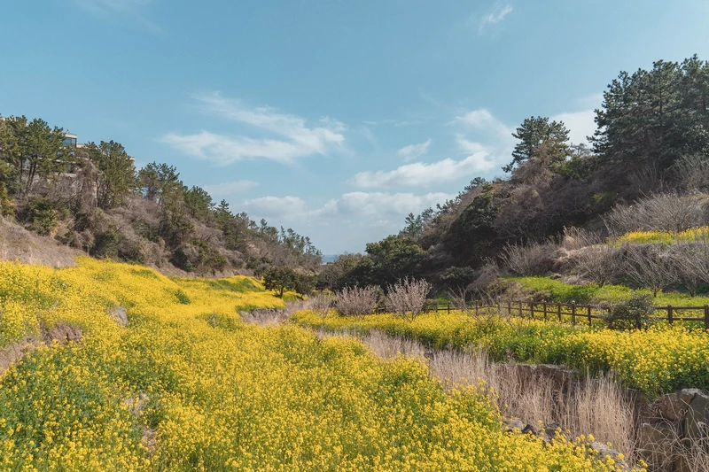 Photo/Visit Jeju官網。 Photo/Visit Jeju官網。