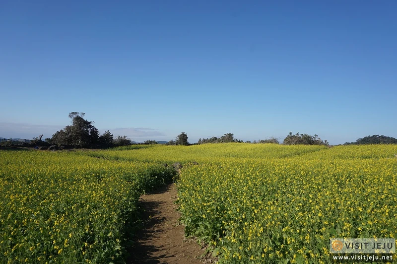 Photo/Visit Jeju官網。 Photo/Visit Jeju官網。