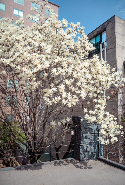 Photo/翻攝自Naver Map