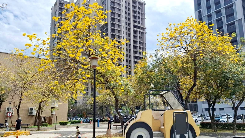 台中黃花風鈴木正盛開