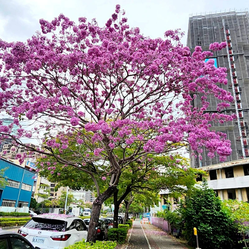 台中洋紅風鈴木正盛開