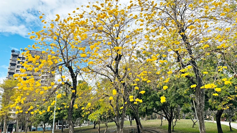 台中黃花風鈴木賞花地圖