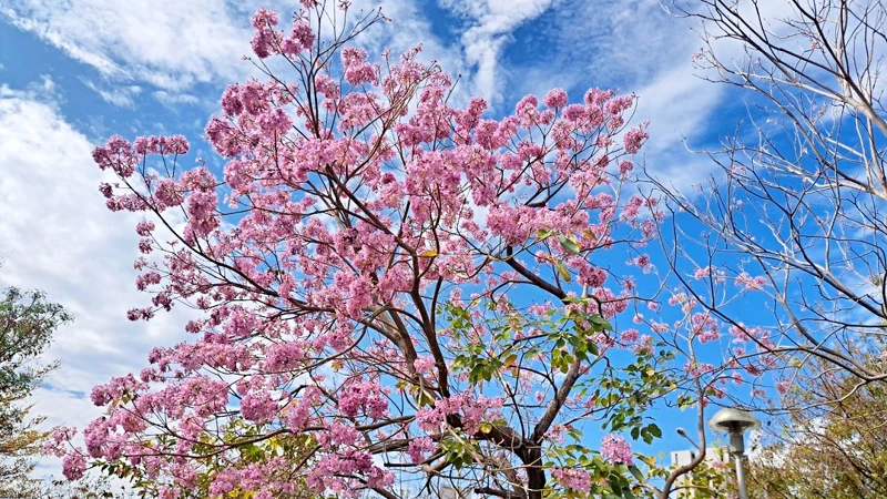 台中洋紅風鈴木賞花地圖