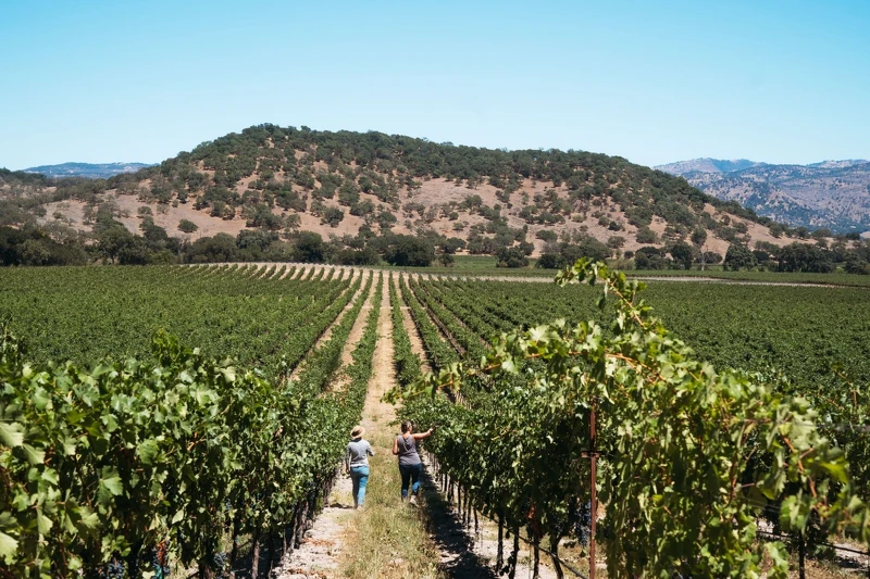 納帕(Napa)以其卓越的葡萄酒享譽全球。 納帕(Napa)以其卓越的葡萄酒享譽全球。