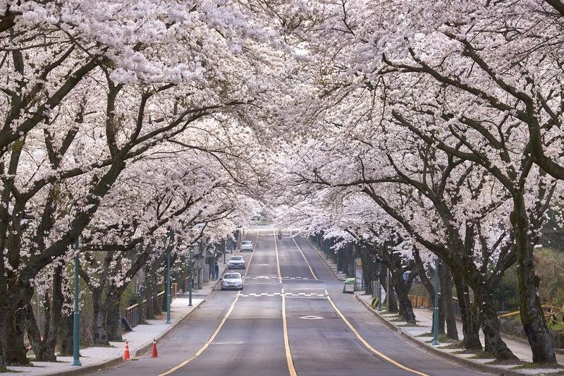 Photo/Visit Jeju官網。 Photo/Visit Jeju官網。