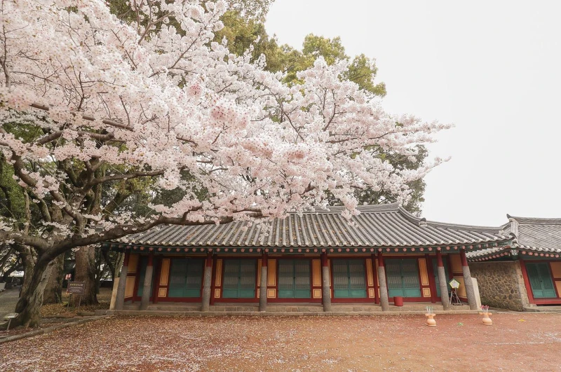 Photo/Visit Jeju官網。 Photo/Visit Jeju官網。