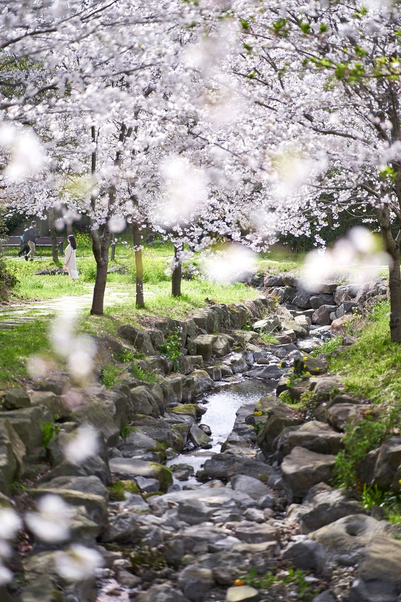 Photo/Visit Jeju官網。 Photo/Visit Jeju官網。