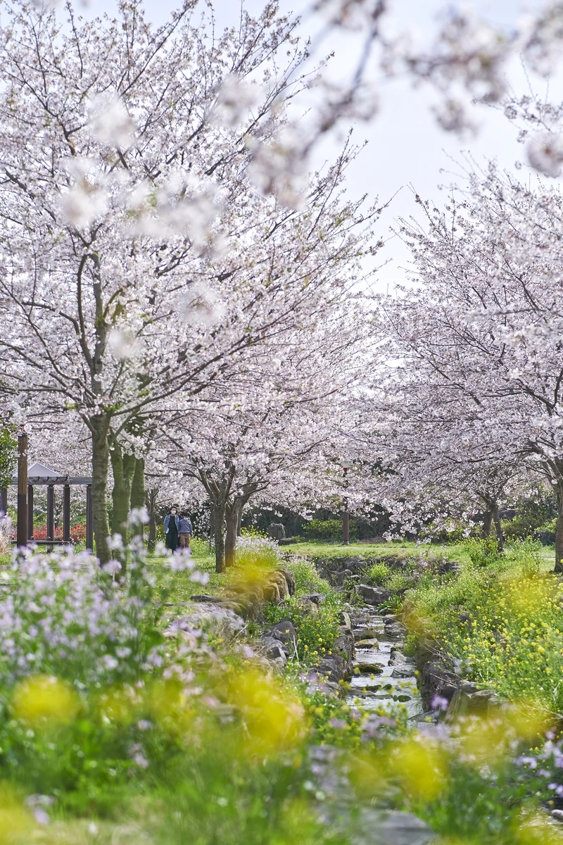 Photo/Visit Jeju官網。 Photo/Visit Jeju官網。