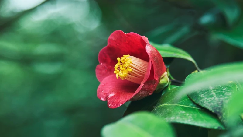 位於日本五島列島的紅色山茶花 位於日本五島列島的紅色山茶花