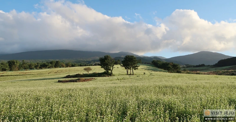 Photo/Visit Jeju官網。 Photo/Visit Jeju官網。