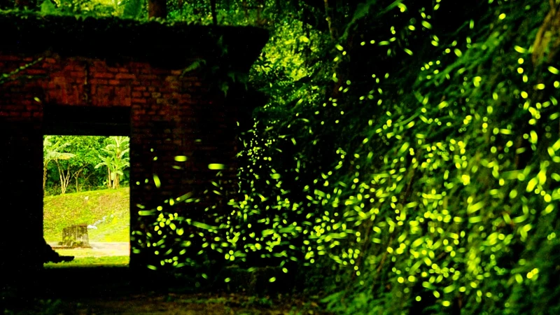 平溪線菁桐車站螢火蟲