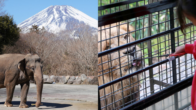 Photo／FB@富士サファリパーク 