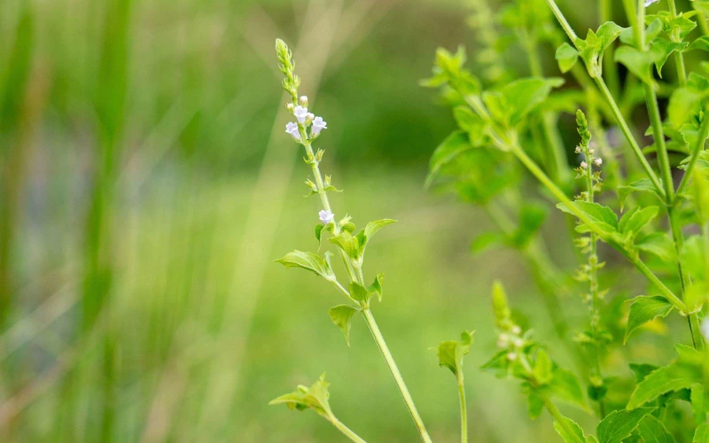 犬香薷花朵盛開模樣,清新柔美的沉香醇,使其被譽為台灣薰衣草。 犬香薷花朵盛開模樣,清新柔美的沉香醇,使其被譽為台灣薰衣草。