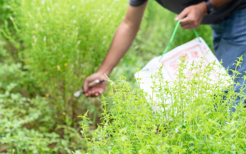 新鮮的犬香薷採集實況,經手搓揉就能聞到薰衣草及龍眼香。 新鮮的犬香薷採集實況,經手搓揉就能聞到薰衣草及龍眼香。