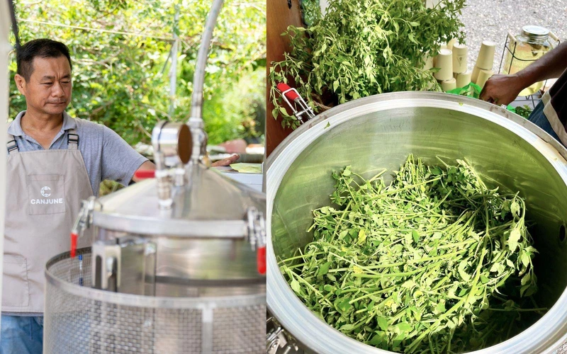 肯園工作人員蒸餾犬香薷示意照,讓民眾可以近距離觀看蒸餾。 肯園工作人員蒸餾犬香薷示意照,讓民眾可以近距離觀看蒸餾。