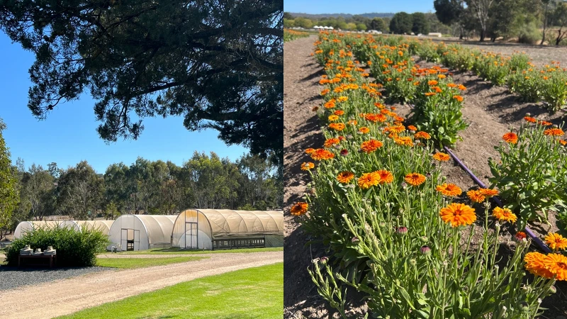 Jurlique農場與金盞花田。 Jurlique農場與金盞花田。