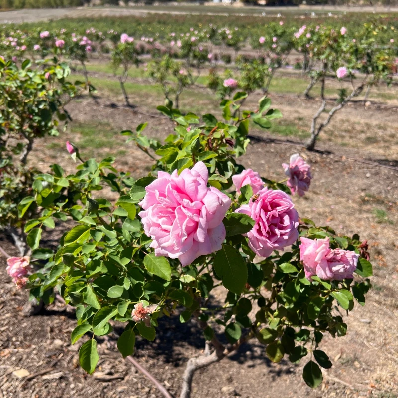 Jurlique Rose。 Jurlique Rose。