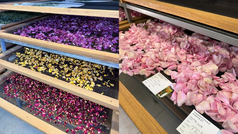 Jurlique農場的植物乾燥室。 Jurlique農場的植物乾燥室。