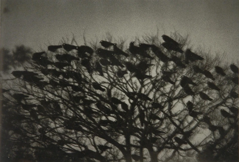 鴉 - 深瀨昌久 日本攝影大師原作展作品，市集亦有攝影集可收藏。