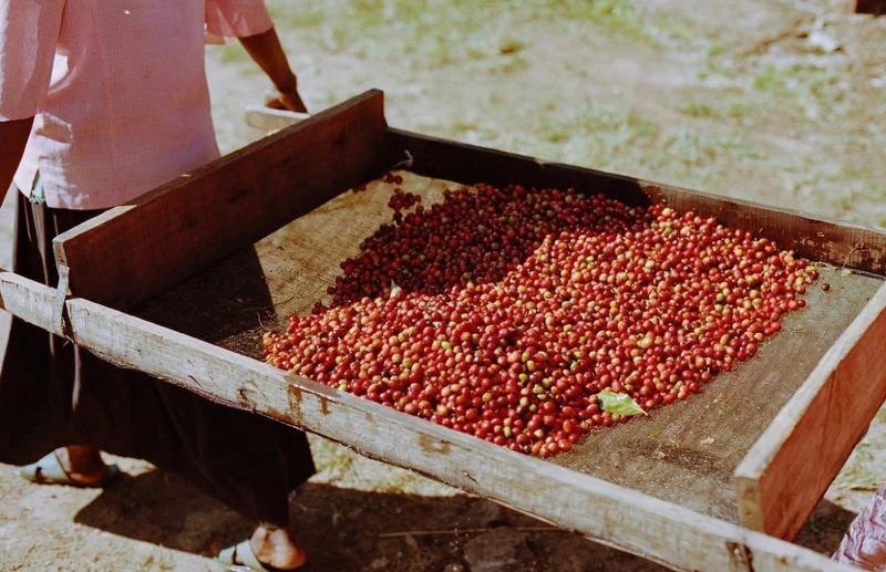 從選豆、烘焙到店鋪設計都有一貫的風格。 從選豆、烘焙到店鋪設計都有一貫的風格。