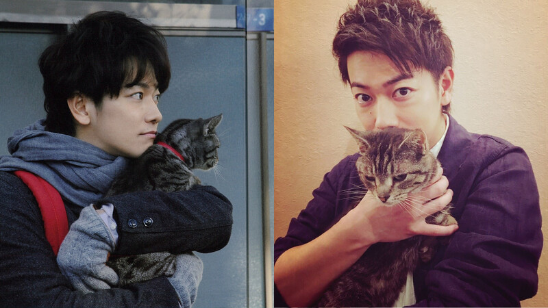 佐藤健與愛貓玩耍 佐藤健與愛貓玩耍