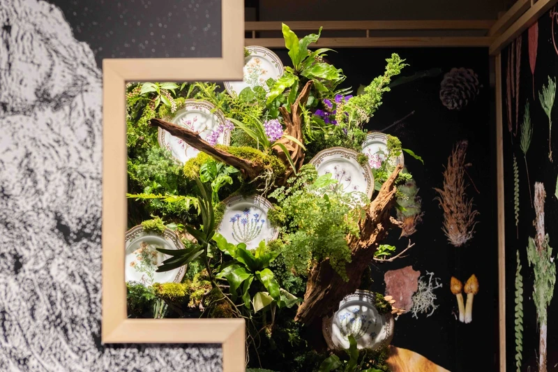 ZoneD 全球台灣獨家，「百岳高山特有種」系列。