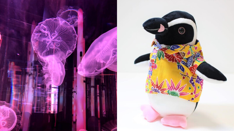 Photo/DMM Kariyushi Aquarium Photo/DMM Kariyushi Aquarium