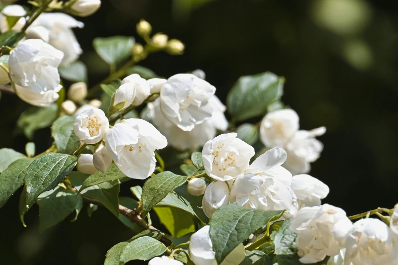 （Photo/pexels：@Alexas Fotos)