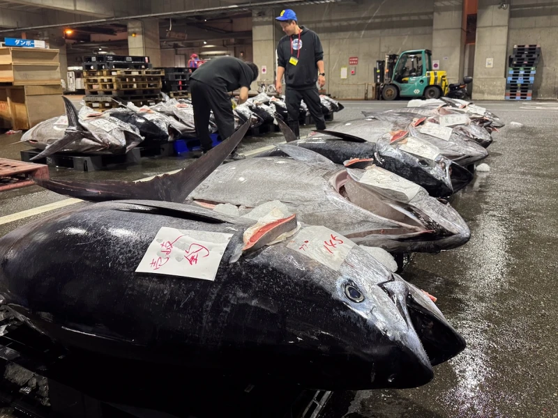 「長浜魚屋」從福岡的長浜鮮魚市場嚴選最鮮活的黑鮪魚，每週空運來台。