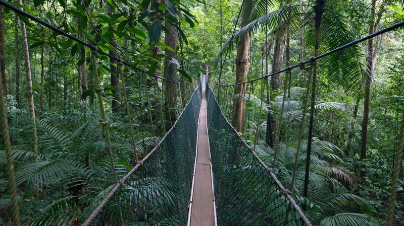 塔曼尼加拉國家公園Taman Negara National Park